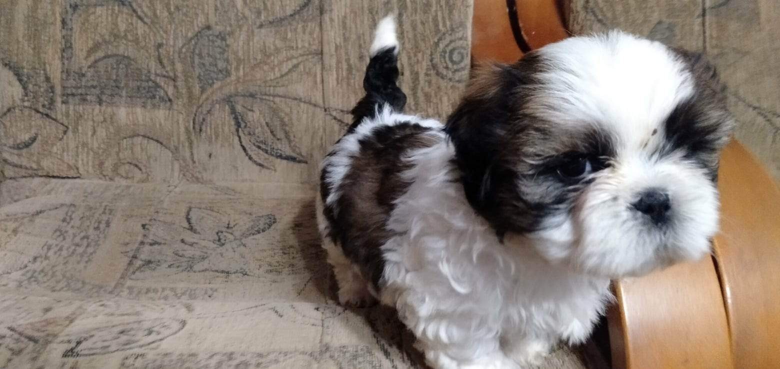 Szczeniaki Shih Tzu Pieski Gratka Pl Oferta Archiwalna