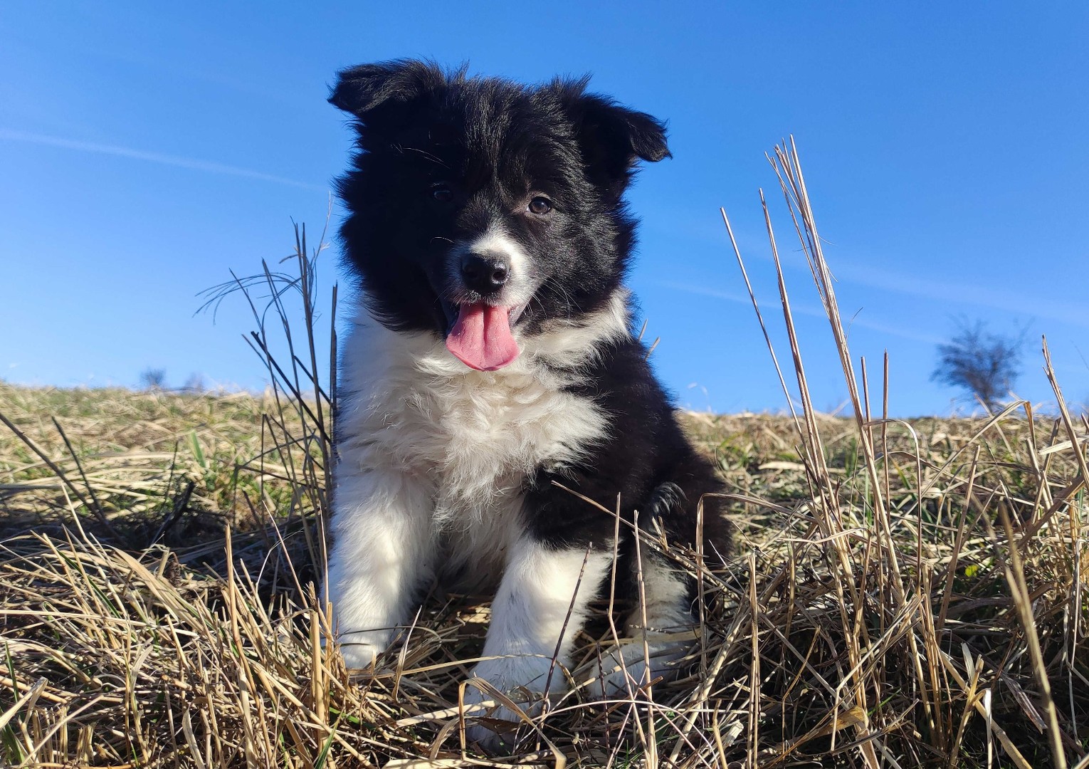 Border Collie Suczka Szczeniak Z Pe N Dok Hodowlan Gratka Pl