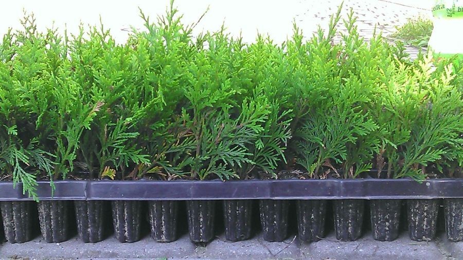 THUJA SMARAGD TUJA TUJE SZMARAGD SADZONKI 15 CM MULTIPLATA SADZONKA