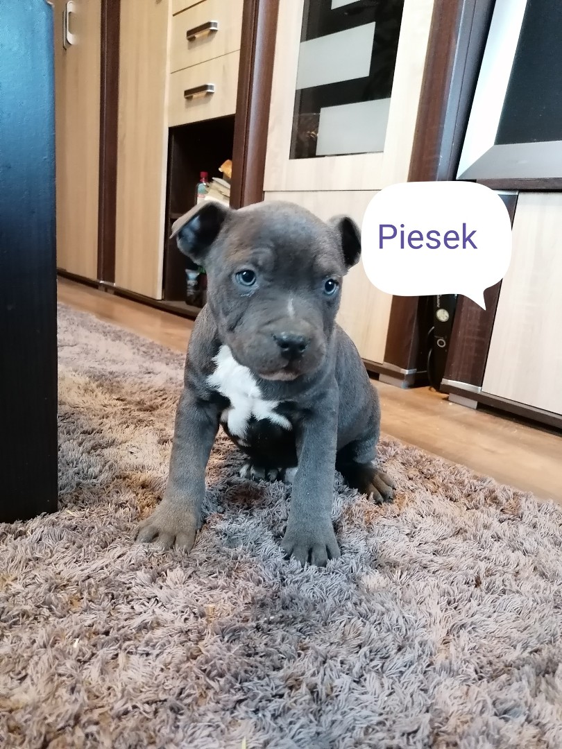 Amstaff Pieski I Suczki Gotowe Do Odbioru Gratka Pl Oferta Archiwalna