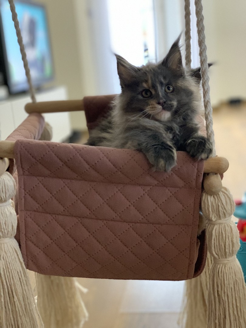 Rasowa Kotka Maine Coon Gratka Pl Oferta Archiwalna