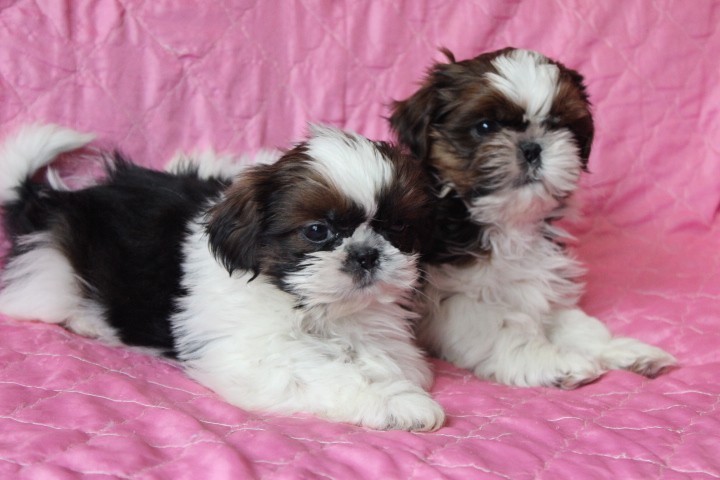 Malutkie Szczeniaczki Shih Tzu Gratka Pl