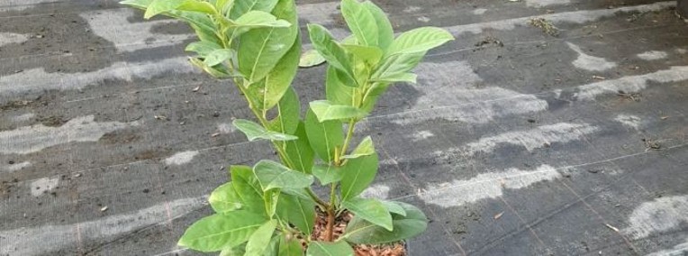 Laurowiśnia Wschodnia 'Rotundifolia' 15-40cm Donica 2L-1