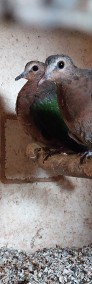 Gołąbek zielonoskrzydły samice  22r-4
