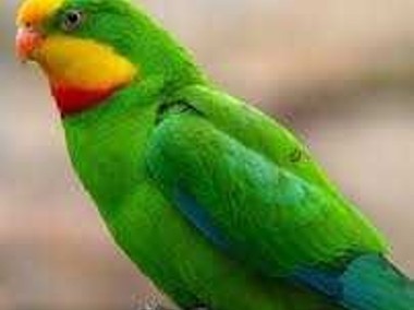 Papugi Barabandy 2023r-1