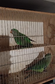 Papugi Barabandy 2023r-2
