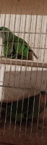 Papugi Barabandy 2023r-3