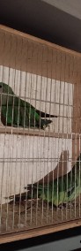 Papugi Barabandy 2023r-4