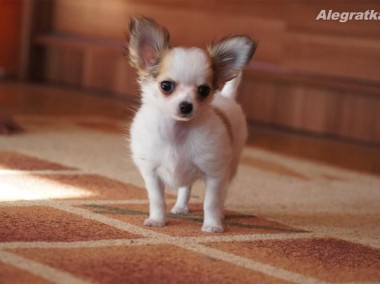 Piękne szczenięta Chihuahua - WYBITNY RODOWÓD-1