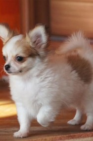 Piękne szczenięta Chihuahua - WYBITNY RODOWÓD-2