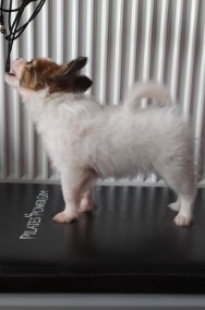 Papillon - spaniel kontynentalny miniaturowy-2