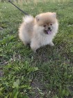 Pomeranian - Szpic Miniaturowy