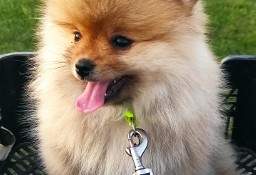 Pomeranian - Szpic Miniaturowy