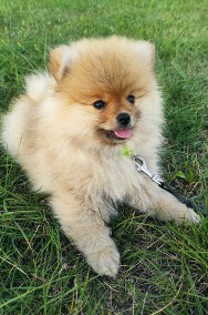 Pomeranian - Szpic Miniaturowy-2