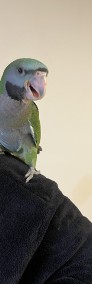 Papugi ręcznie karmione -3