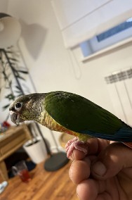 Papugi ręcznie karmione -2