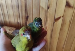 Ręcznie karmione papużki Modrolotki w różnych wybarwieniach sprzedam 