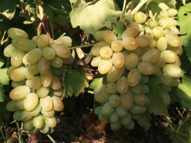 Winorośl sadzonki B.wczesny owalny winogron -Timur-1