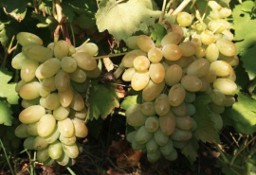Winorośl sadzonki B.wczesny owalny winogron -Timur