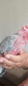 Kakadu Różowe  młode ręcznie karmione 2024-4