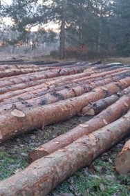 Las, drewno z plantacji, samosiew kupię-2