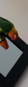 Papużki nierozłączki -4