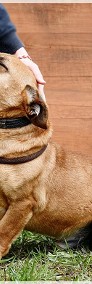 Dzwoneczek - pies czarujący urokiem-4