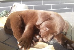Labrador szczenięta czekoladowe, szczeniaki