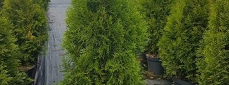 Tuja Szmaragd 70-100 cm Donica 3-5 L Thuja  Chełm Dostawa gratis-1