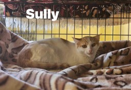 Spokojny Sully szuka domu najlepiej z innym kotem
