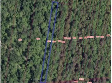 Syndyk sprzeda działkę leśną w Żabnie-2