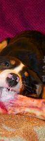 Duży Szwajcarski Pies Pasterski szczeniak szczeniaki szczenięta cudowni rodzice-3