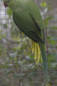 aleksandretta obrozna łatwo się oswaja i można nauczyć ją mówić papuga papugi -2