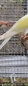 aleksandretta obrozna łatwo się oswaja i można nauczyć ją mówić papuga papugi -4