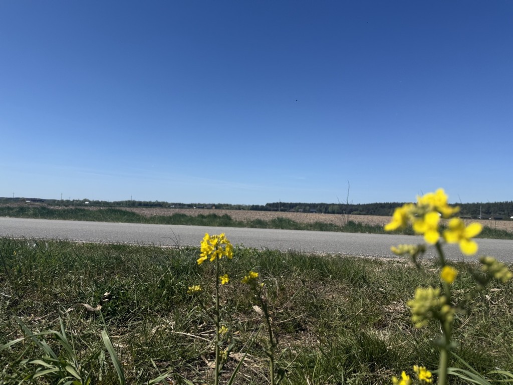 Działki między jeziorem Powidzkim a Kosewskim - Widok 4