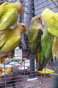 Papugi różneModrolotka nierozłaczka nimfa barabanda rozella królewska świergotka-2