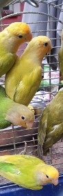 Papugi różneModrolotka nierozłaczka nimfa barabanda rozella królewska świergotka-3