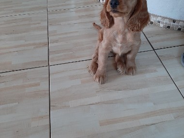 Cocker spaniel Suczka-1