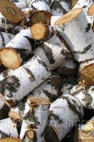 Drewno z Ukrainy Cena 15 zl/m3-2