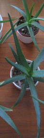Aloes – piękna, zdrowa roślinka o właściwościach leczniczych -4