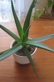 Aloes – piękna, zdrowa roślinka o właściwościach leczniczych -2
