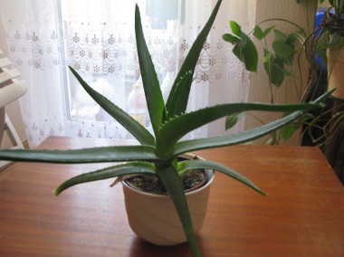 Aloes – piękna, zdrowa roślinka o właściwościach leczniczych -1