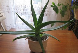 Aloes – piękna, zdrowa roślinka o właściwościach leczniczych 