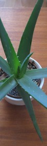 Aloes – piękna, zdrowa roślinka o właściwościach leczniczych -3