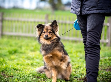 Fajny psiak poszukuje fajnego domu - adoptujesz MacGyvera?-1