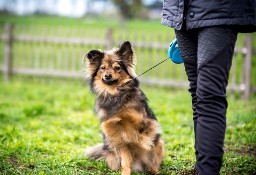 Fajny psiak poszukuje fajnego domu - adoptujesz MacGyvera?