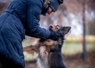 Piękny Trójłapek poszukuje domu - przygarnij MacGyvera