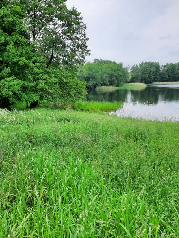 6742 m² | PIASKI | JEZIORO KRZYWE | MEDIA PRZY DZIAŁCE | 220 000 ZŁ - Widok 3