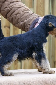 Terier walijski (Welsh Terrier) - szczenięta ZKwP! - piesek,-2