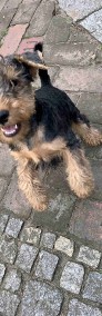 Terier walijski (Welsh Terrier) - szczenięta ZKwP! - piesek,-3